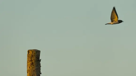 אלאואוטי קזינו תמיכה